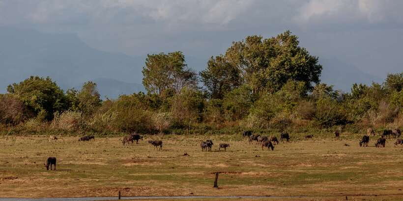 Udawalawe National Park Private Full-Day Safari - The Udawalawe Reservoir and its mountain backdrop