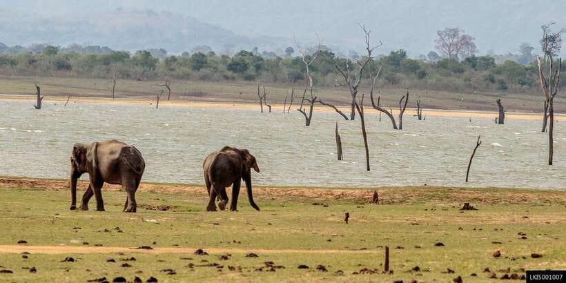 Udawalawe National Park Private Full-Day Safari - What kind of safari day should you expect?