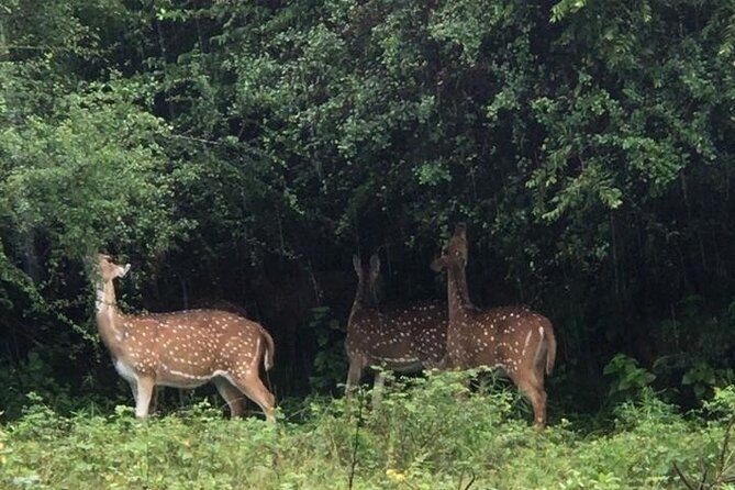 Udawalawe National Park Private Safari Tour - Choosing 6:00 am or 2:00 pm