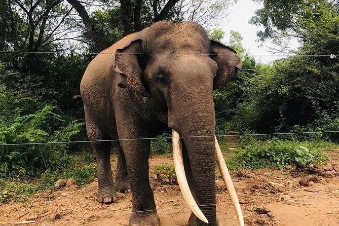 Udawalawe National Park Private Safari Tour - The animals you might see beyond elephants