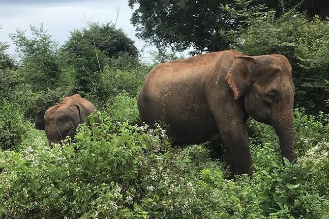 Udawalawe National Park Private Safari Tour - A private Jeep changes the experience