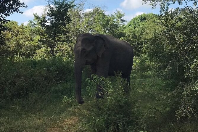Udawalawe National Park Private Safari Tour - The practical value at $28 per person