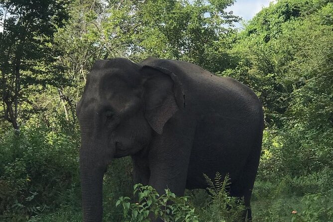 Udawalawe National Park Private Safari Tour - Who should book this Udawalawe safari