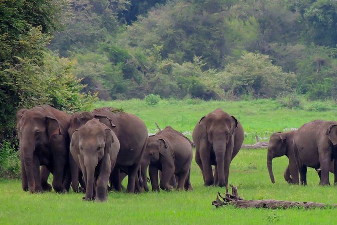 Udawalawe National Park Safari - Key points to know before you book