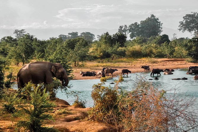 Udawalawe National Park Safari - Searching for elephants on the plains