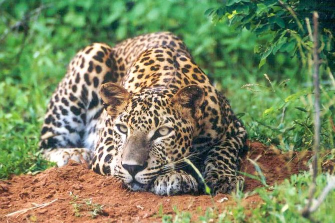 Udawalawe National Park Safari - Is $27 good value?