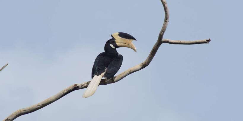 Udawalawe National Park Safari and Elephant Transit Home - Key points to know before booking