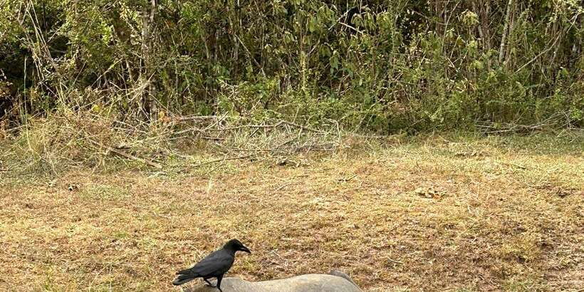 Udawalawe National Park Safari and Elephant Transit Home - Why Udawalawe is a strong safari choice