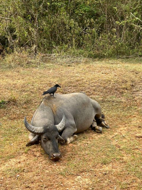 Udawalawe National Park Safari and Elephant Transit Home - The real cost: $40 is only the starting point