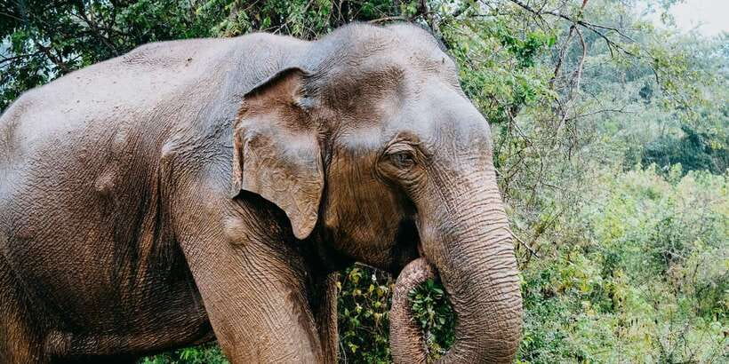 Udawalawe National Park Safari and Elephant Transit Home - Pickup, timing, and what to bring