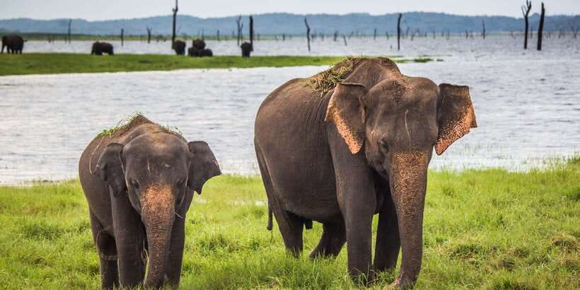 Udawalawe: National park safari & Elephant Transit Home Tour - Key points to know before booking