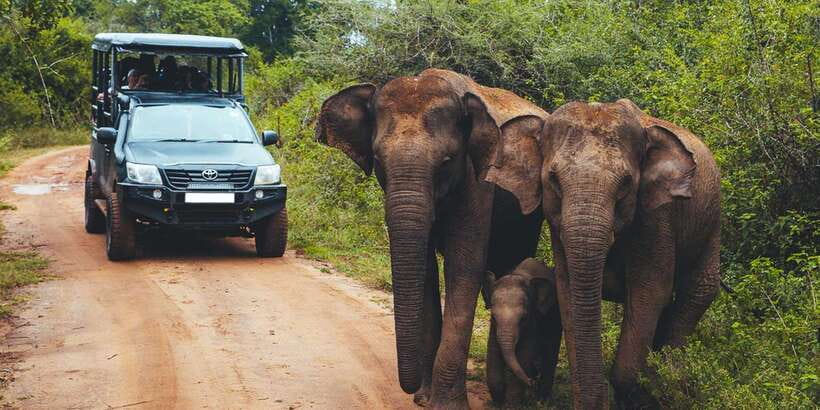 Udawalawe: National park safari & Elephant Transit Home Tour - Practical tips for a better day