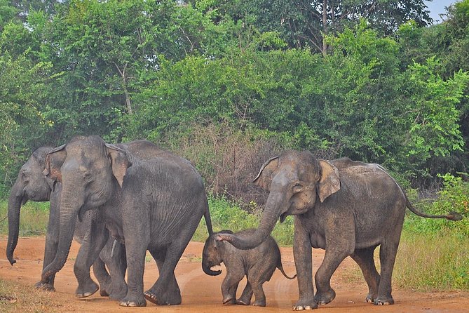 Udawalawe National Park Safari from Bentota - Who will enjoy this day trip most