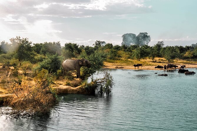 Udawalawe National Park Safari from Galle - Why Udawalawe works well from Galle