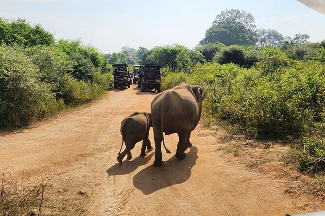 Udawalawe National Park Safari | From Hambantota Port - The animals you have the best chance of seeing