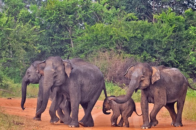 Udawalawe National Park Safari from Mirissa - Timing, value, and what the $92 covers