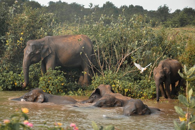 Udawalawe National Park Safari from Mirissa - Who should book this safari