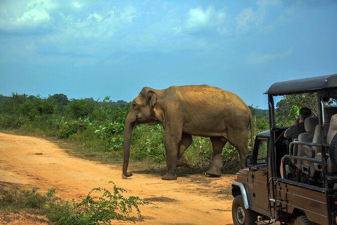 Udawalawe National Park Safari from Unawatuna - Key points to know before booking