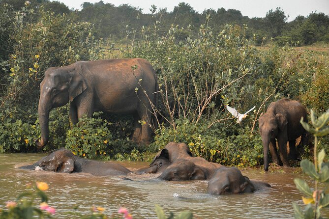 Udawalawe National Park Safari from Unawatuna - Who will enjoy this safari most