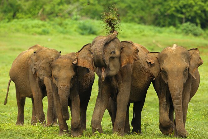 Udawalawe National Park Safari from Weligama - How the $92 price works for you