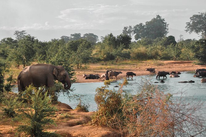 Udawalawe National Park Safari from Weligama - Practical tips for a smoother outing