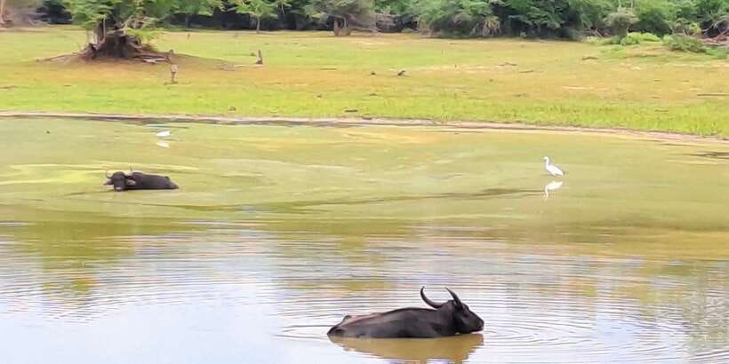 Udawalawe National Park Safari Tour - Booking flexibility and final advice