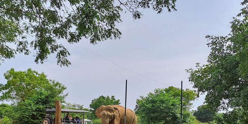 Udawalawe National Park Safari Tour - Why Udawalawe is a strong safari choice