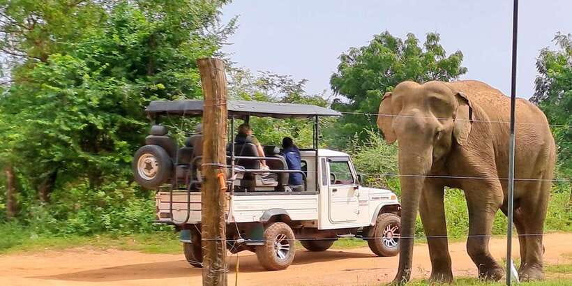 Udawalawe National Park Safari Tour - Guides, drivers, and the private format
