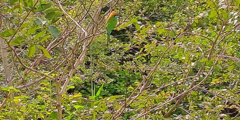 Udawalawe National Park Safari Tour - What the $25 price really covers