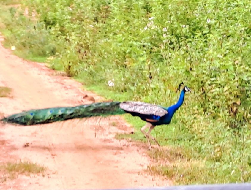 Udawalawe National Park Safari Tour - Pickup, timing, and what to bring