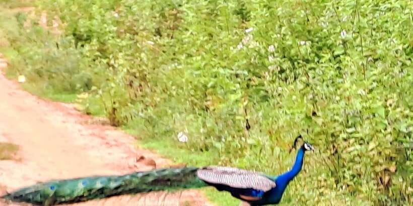 Udawalawe National Park Safari Tour - Who will enjoy this outing most