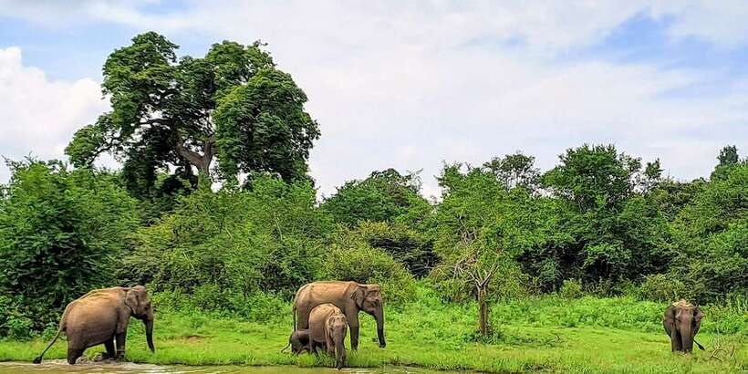 Udawalawe National Park Safari Tour - The return journey and who should choose it