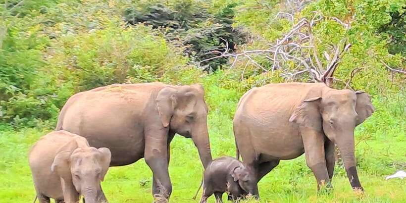 Udawalawe National Park Safari Tour - The Udawalawe Reservoir and its wildlife