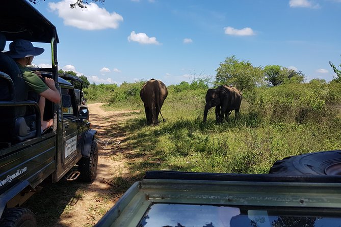 Udawalawe National Park Safari trip from Galle/Mirissa/Ella - How good guiding changes the day