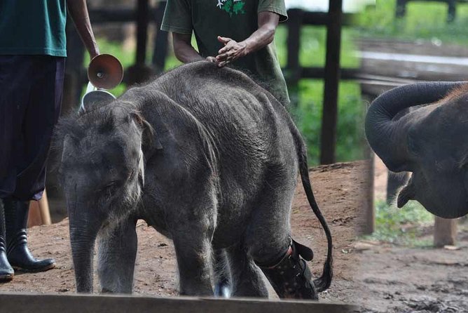 Udawalawe National Park Safari with Elephant Transit Home Visit - Why Udawalawe is such a strong elephant stop