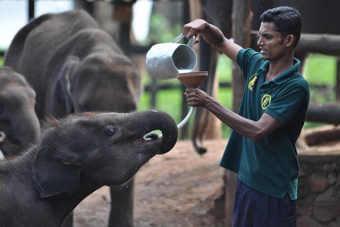 Udawalawe National Park Safari with Elephant Transit Home Visit - The Elephant Transit Home feeding stop