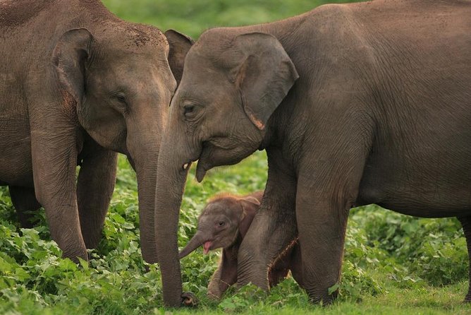 Udawalawe National Park Safari with Elephant Transit Home Visit - What I would clarify before paying