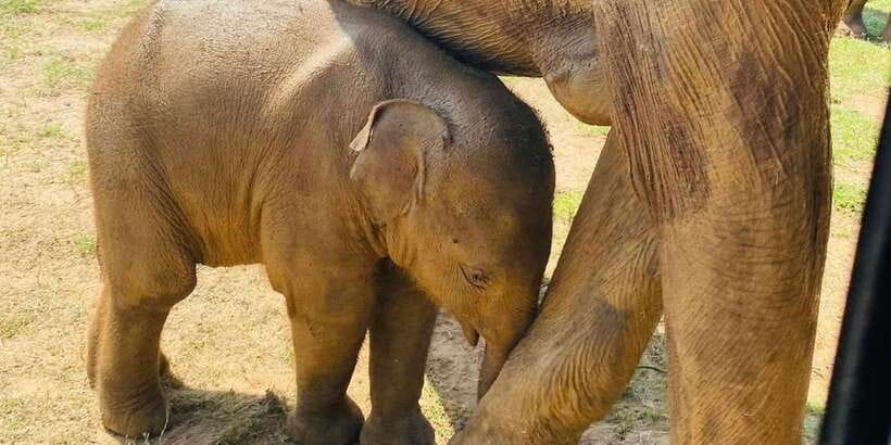 Udawalawe National Park: Safari with Experienced Driver - Key points at a glance