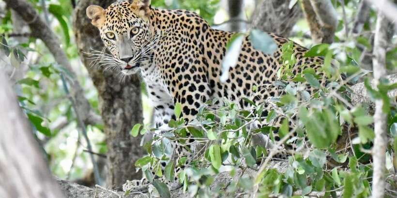 Udawalawe National Park: Safari with Experienced Driver - Why Udawalawe is such a good safari choice