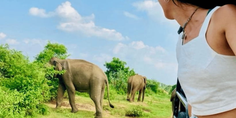 Udawalawe National Park: Safari with Experienced Driver - Three and a half hours inside the park