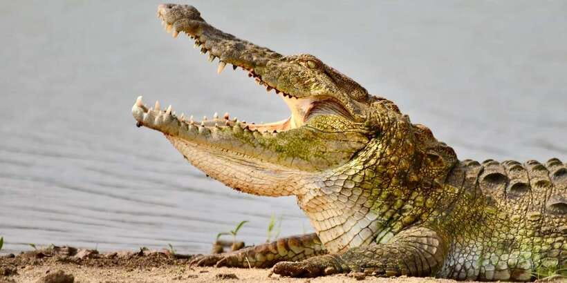Udawalawe National Park: Safari with Experienced Driver - Elephants, buffalo, deer, and the chance of a leopard