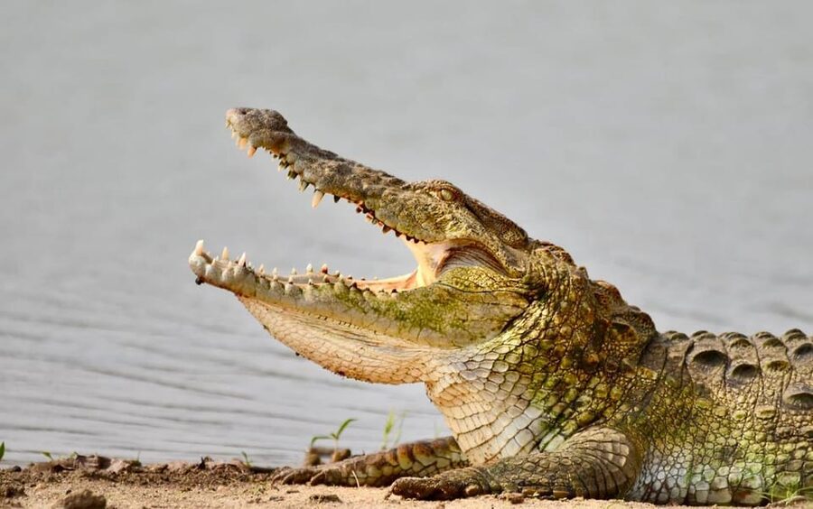 Udawalawe National Park: Safari with Experienced Driver - The private jeep and the six-person limit