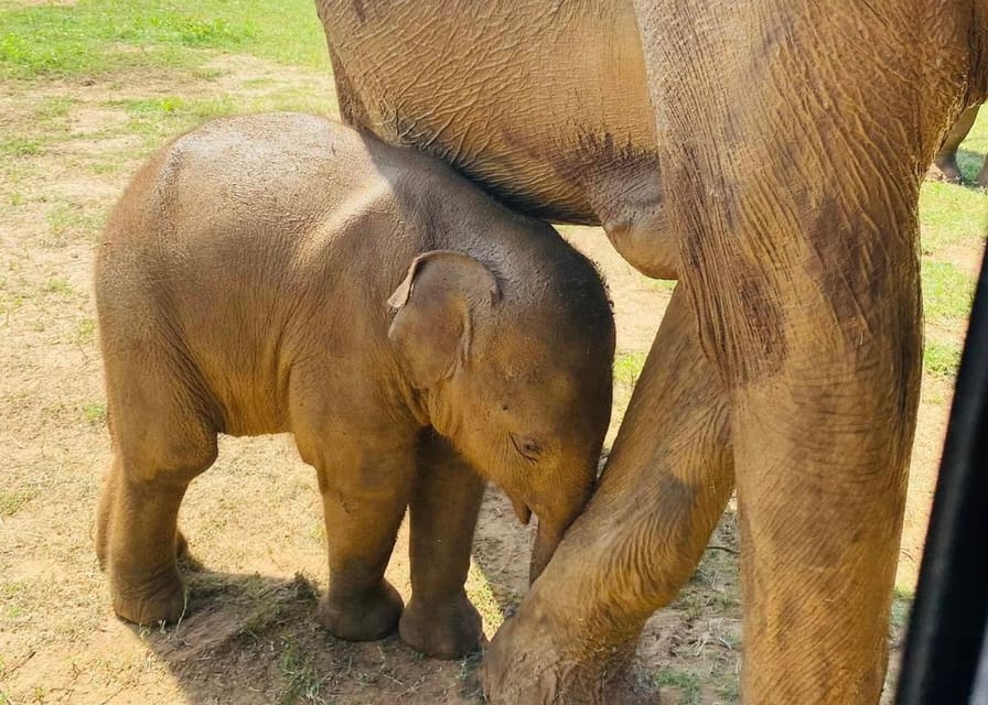 Udawalawe National Park: Safari with Experienced Driver - Morning cool or evening calm