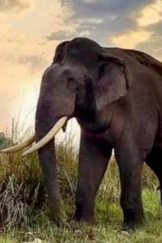 Udawalawe National Park: Safari with Experienced Driver - What the $20 price really covers