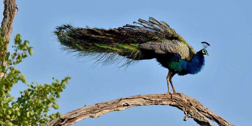 Udawalawe National Park: Safari with Experienced Driver - Who will enjoy this safari most