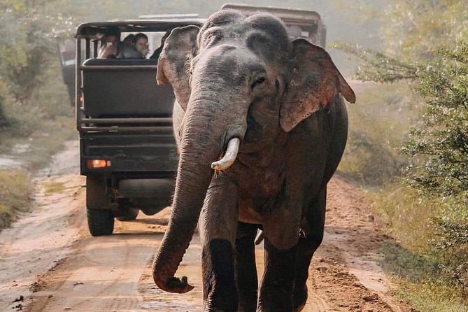 Udawalawe National Park Safari with Private Driver-Jeep and Enter ticket - Why Udawalawe works so well for a safari