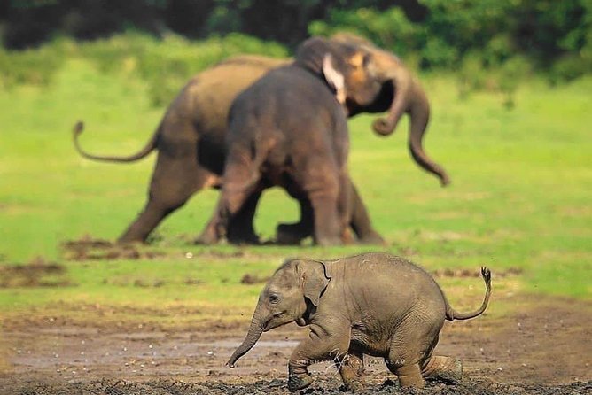 Udawalawe National Park Safari with Private Driver-Jeep and Enter ticket - The animals you might see