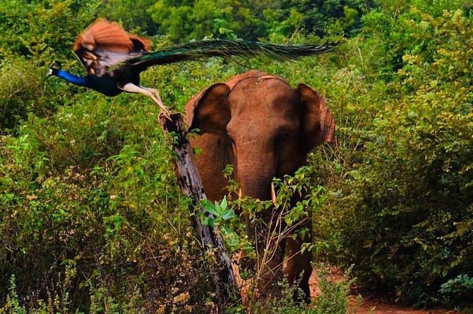 Udawalawe National Park Safari with Private Driver-Jeep and Enter ticket - Getting value from the $50 group price