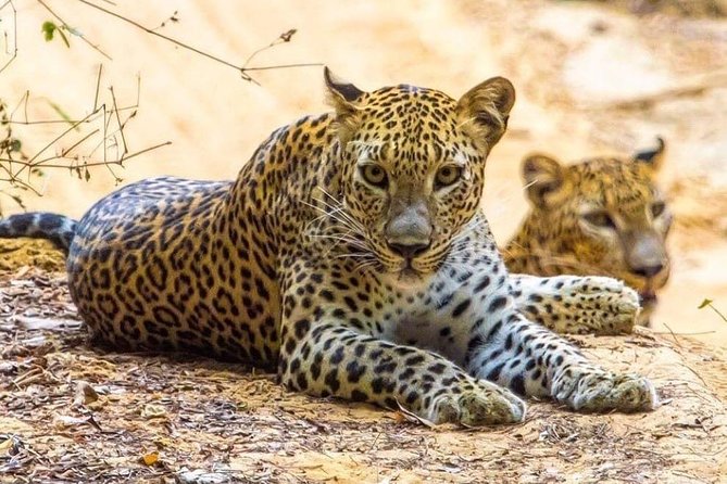 Udawalawe National Park Safari with Private Driver-Jeep and Enter ticket - Who should book this safari