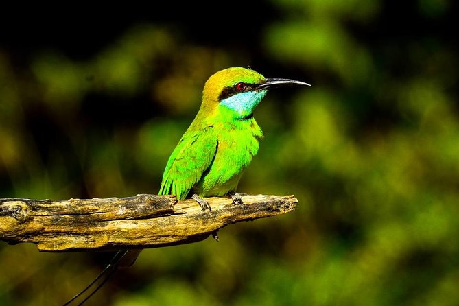 Udawalawe National Park Safari With Transfers From Colombo - Booking timing, weather, and cancellation